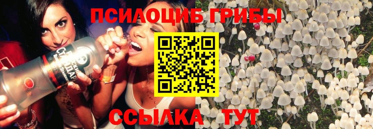 купить  цена  Галлюциногенные грибы Psilocybe  Вход с VPN  Саратов 